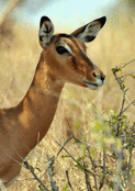 Gazelle tranquille au milieu des buissons